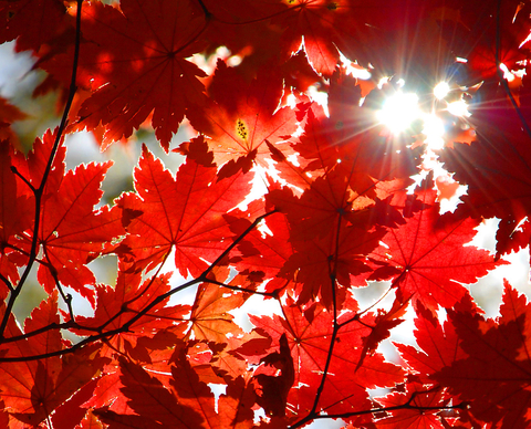 autumn leaves with rays